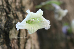 Parmentiera cereifera